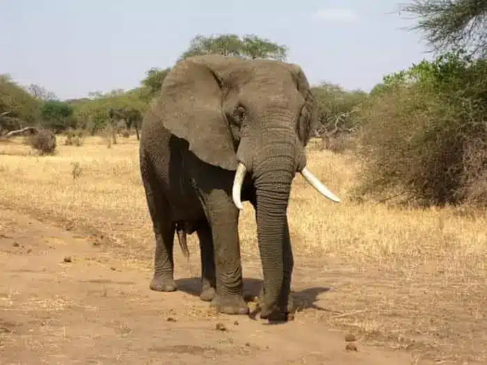 فیل آفریقایی نمونه ای از مگافون است- سائولا