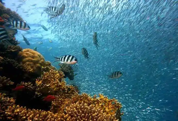 صخره‌های مرجانی مناطق کوچکی هستند که تعداد زیادی از گیاهان و جانوران را در خود جای داده‌اند- فون و فلور- سائولا